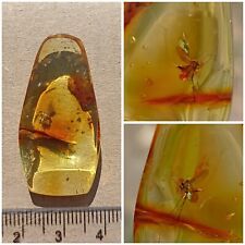 Baltic natural amber, one fossil insect. Weight 4 grams. picture