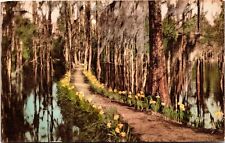Pathway in Cypress Gardens Charleston SC- Hand Colored Albertype Postcard picture