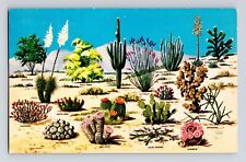 Cacti And Desert Flora Of The Great Southwest Petley K341 Unposted Postcard picture