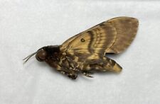 Real Acherontia  lachesis Death Head Moth Unmounted Silence Lambs Ready Ship USA picture