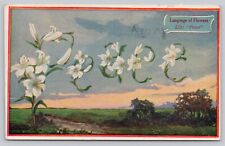 Postcard Language of Flowers White Lily Peace Posted 1909 picture