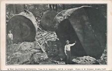 Photo PC Arcata California Logging Scene Men Posing w/ Redwood Stumps 1910s picture