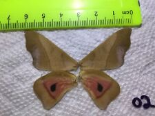 LPSA2  02  A+/ A   Syssphinx ? Saturniidae Moths picture