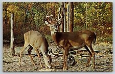 Postcard Michigan MI Wolverine Game Haven White Tail Deer Wild Life Ranch unpstd picture