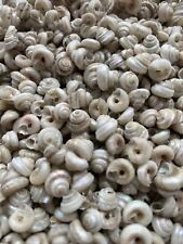 500 Bulk Tiny Pearlized Mondota Shells, Very Cute All Natural Shells picture