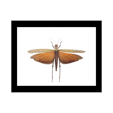 Tropidacris Cristata (Giant Red-Winged Grasshopper) picture