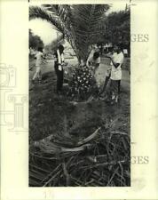 1979 Press Photo New Orleans Parkway and Parks commission trims this tree. picture
