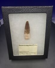 Genuine Spinosaurus Fossil Tooth (REAL) Morocco Tegana Formation  picture