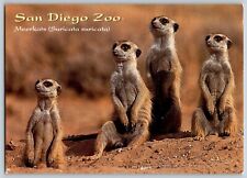 San Diego, California CA - The Four Meerkats - Vintage Postcard 4x6 - Unposted picture