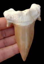 Monster Super Quality Otodus Obliquus shark fossil tooth picture