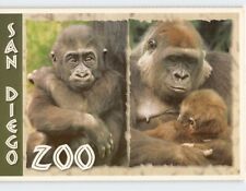 Postcard Baby Gorilla, San Diego Zoo, San Diego, California, USA picture