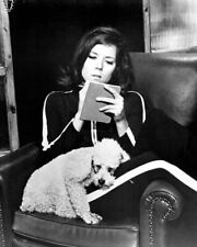 Diana Rigg sits on chair with poodle dog the Avengers TV series 8x10 inch photo picture