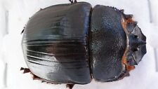 Coleoptera scarabaeidae scarabaeinae Heliocopris dominus Female, Great picture