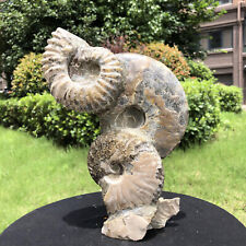 4.07LB TOP Natural Beautiful ammonite fossil conch Crystal specimen heals picture
