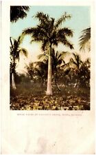 C.1906 Miami, FL Royal Palms At Coconut Grove.  Florida. UDB Postcard 4-29 picture