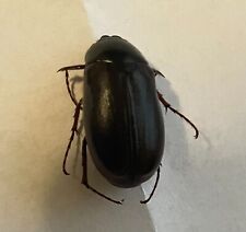  May Beetle: Phyllophaga hornii (Scarabaeidae) USA or Alissonotum impressiolle? picture