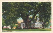 Marietta OH Ohio, Largest Elm Tree in US, Route 12 & 77, Vintage Postcard picture