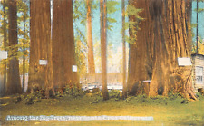 Big Trees Near Santa Cruz California c1910 Postcard picture