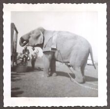 Mills Bros Circus elephant back lot photo Pittsfield MA 8/15 1952 picture