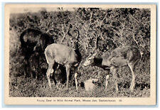 1941 Young Deer in Wild Animal Park Moose Jaw Saskatchewan Canada Postcard picture