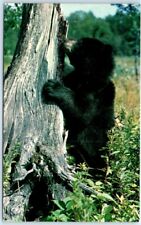 Postcard Frisky Bear Cub picture