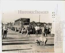 1964 Press Photo National Farmers Org. members, pig block Omaha Stock Yards picture