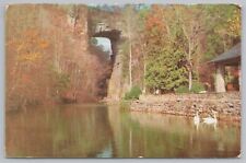 Bridge~Natural Bridge Virginia~Trumpeter Swans~Vintage Postcard picture
