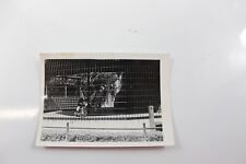 Vintage B & W Photo of Monkey Riding Bike At Zoo Ca 1948 picture