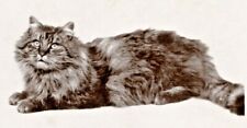 c1905 Cat Portrait, vintage postcard, cute, Quite Contented, Valley City, ND picture