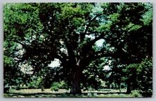 Salem NJ New Jersey Postcard Great White Oak Grave Yard Burial Ground Ghost Town picture