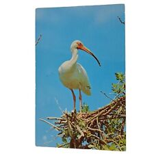Postcard White Ibis Bird Chrome Posted picture