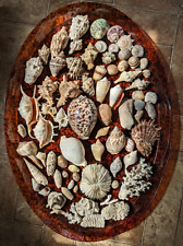 Vtg Sea Shell LOT Cowrie Coral Conch Conus Whelk Snail Strombus 1950s-70s picture