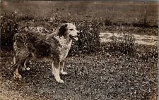 1909, Large DOG Real Photo Postcard picture