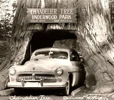 1940's RPPC Mercury Eight Car Chandelier Tree Underwood Park Redwood Highway CA picture