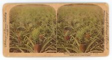 c1900's Hand Tinted Stereoview Where the Luscious Pineapple Grows, Florida USA. picture