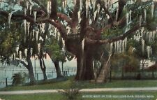 Rustic Rest Old Live Oak Biloxi Mississippi MS c1910 Postcard picture