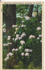 VTG Post Card-Mountain Rhododendron (Maximum) in Bloom- Posted US Forest Service picture
