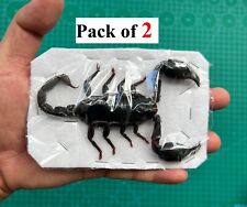 Pack of 2 Pcs Real Scorpion Bugs Taxidermy Butterfly Dried Oddities Home Decor picture