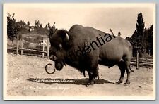 Real Photo American Bison Buffalo w/ Bertrand Russell Quote Portland OR M336 picture