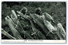 c1910's Three Black Crows Of Alaska AK Unposted Antique Postcard picture