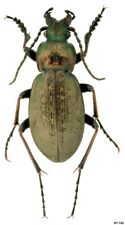 Coleoptera Carabidae Carabus sp. China W Sichuan 17mm picture