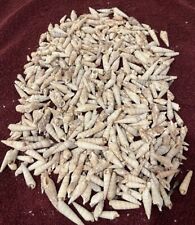 Lot Of 420 Assorted Size Auger  Spiral SeaShells Port Charlotte FL +60 Micros picture