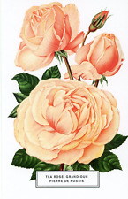 Tea Rose, Grand-Duc Pierre de Russie --POSTCARD picture