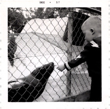 Boy Feeding Sea Lion at Marineland Of The Pacific Los Angeles CA 1957 Photo picture