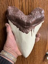 NEW MASSIVE megalodon tooth replica 9