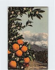 Postcard From Oranges to Snow picture