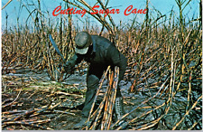 Postcard Sugar Cane Cut By Hand in South Bay Florida picture