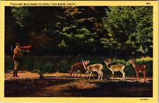 Big Basin California Calling Wild Deer To Feed Antique Postcard Linen 1930-1945 picture