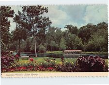 Postcard Annuals along the Silver River, Beautiful Florida's Silver Springs, FL picture