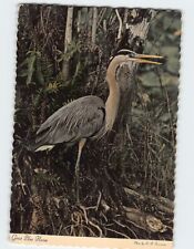 Postcard Great Blue Heron picture